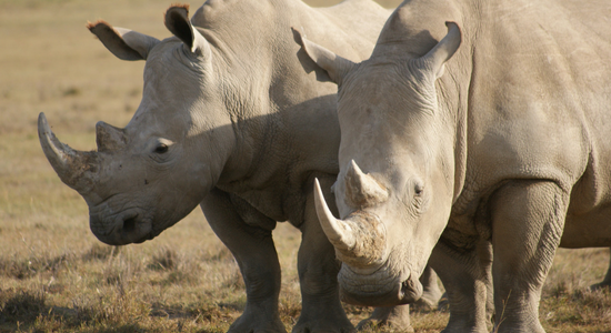 Rinoceronte en Kenia
