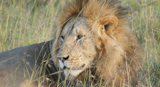 El león estrella de la visita a Kenia y Tanzania