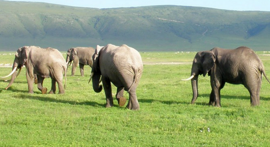 Gran manada de elefantes en Tanzania