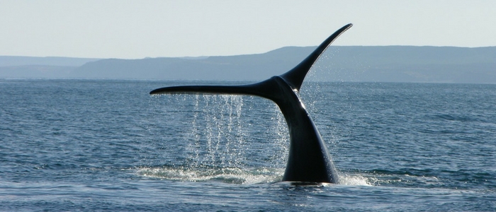 La ballena franca en la Patagonia argentina