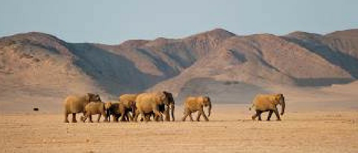Elefantes en el desierto de Namib