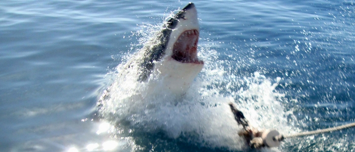 Avistamiento de tiburón blanco desde Ciudad del Cabo