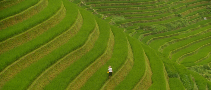 ver arrozales Vietnam
