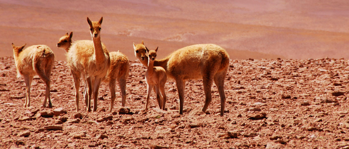 animales y plantas del desierto de atacama