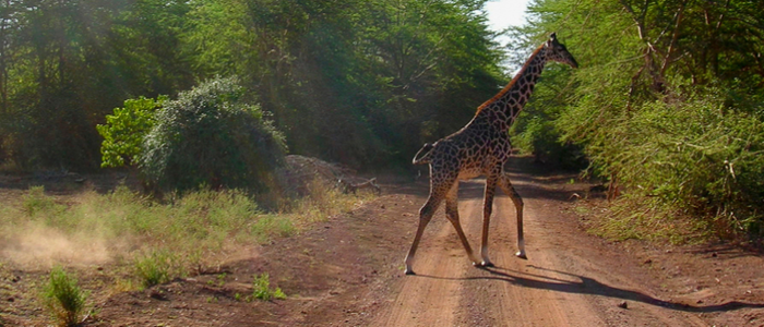 safari en Tanzania