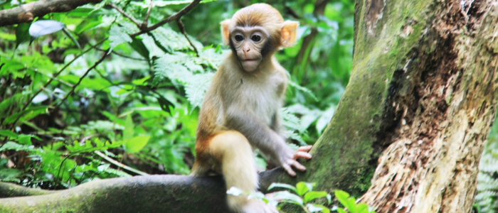 Monos en Zhangjiajie China