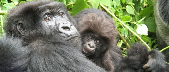 Gorilas de montaña un tesoro animal de Uganda