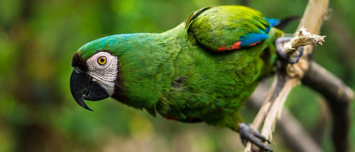 Avistar aves en Ecuador